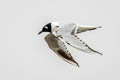 Saunders's Gull Saundersilarus saundersi