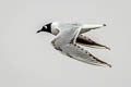 Saunders's Gull Saundersilarus saundersi