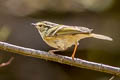 Sichuan Leaf Warbler Phylloscopus forresti (Eastern Yellow-rumped Warbler)