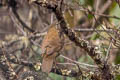 Sichuan Thrush Zoothera griseiceps