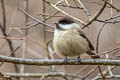 Sichuan Tit Poecile weigoldicus