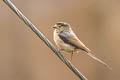 Silver-throated Bushtit Aegithalos glaucogularis glaucogularis