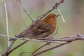 Slaty Bunting Emberiza siemsseni