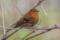 Slaty Bunting Emberiza siemsseni