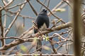 Slaty Bunting Emberiza siemsseni