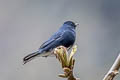 Slaty Bunting Emberiza siemsseni