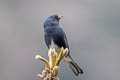 Slaty Bunting Emberiza siemsseni