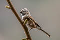 Sooty Bushtit Aegithalos fuliginosus