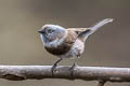 Sooty Bushtit Aegithalos fuliginosus