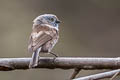 Sooty Bushtit Aegithalos fuliginosus