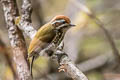 Speckled Piculet Picumnus innominatus chinensis