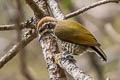 Speckled Piculet Picumnus innominatus chinensis