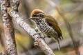 Speckled Piculet Picumnus innominatus chinensis