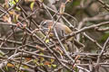 Spectacled Fulvetta Fulvetta ruficapilla ruficapilla