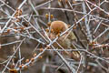 Spectacled Parrotbill Suthora conspicillata conspicillata