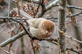 Spectacled Parrotbill Suthora conspicillata conspicillata