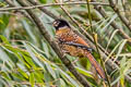 Spotted Laughingthrush Ianthocincla ocellata artemisiae