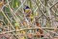 Spotted Laughingthrush Ianthocincla ocellata artemisiae