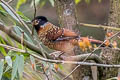 Spotted Laughingthrush Ianthocincla ocellata artemisiae