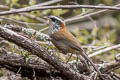 Streak-breasted Scimitar Babbler Pomatorhinus ruficollis styani (Rufous-necked Scimitar Babbler)