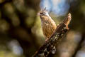 Streaked Barwing Actinodura souliei souliei