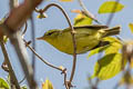 Sulphur-breasted Warbler Phylloscopus ricketti