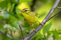 Sulphur-breasted Warbler Phylloscopus ricketti