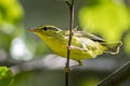 Sulphur-breasted Warbler Phylloscopus ricketti