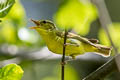 Sulphur-breasted Warbler Phylloscopus ricketti