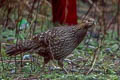 Temminck's Tragopan Tragopan temminckii (Crimson-bellied Tragonpan)