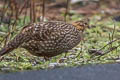 Temminck's Tragopan Tragopan temminckii (Crimson-bellied Tragonpan)