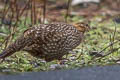 Temminck's Tragopan Tragopan temminckii (Crimson-bellied Tragonpan)