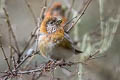 Three-banded Rosefinch Carpodacus trifasciatus