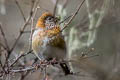 Three-banded Rosefinch Carpodacus trifasciatus