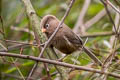 Three-toed Parrotbill Paradoxornis paradoxus paradoxus