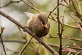 Three-toed Parrotbill Paradoxornis paradoxus paradoxus