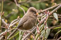 Three-toed Parrotbill Paradoxornis paradoxus paradoxus