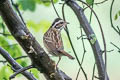 Tristram's Bunting Emberiza tristrami