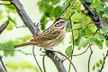 Tristram's Bunting Emberiza tristrami