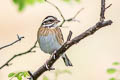 Tristram's Bunting Emberiza tristrami