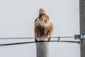 Upland Buzzard Buteo hemilasius