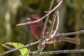 Vinaceous Rosefinch Carpodacus vinaceus