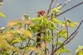 Vinous-throated Parrotbill Suthora webbiana suffusa