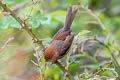Vinous-throated Parrotbill Suthora webbiana suffusa