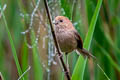 Vinous-throated Parrotbill Suthora webbiana suffusa