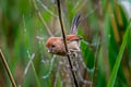 Vinous-throated Parrotbill Suthora webbiana suffusa