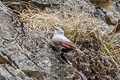 Wallcreeper Tichodroma muraria nepalensis