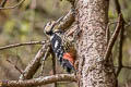 White-backed Woodpecker Dendrocopos leucotos tangi