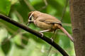 White-browed Laughingthrush Pterorhinus sannio comis