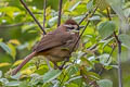 White-browed Laughingthrush Pterorhinus sannio comis